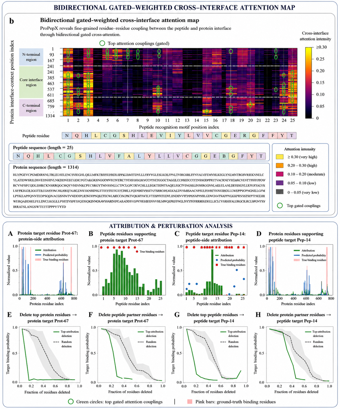 Bidirectional gated-weighted cross-interface attention and attribution perturbation analysis